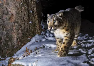 Snow leopard