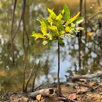 Mangrove sapling - Bali Indonesia