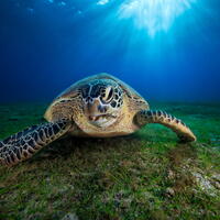 Green turtle Mozambique channel - Biosphoto Alamy