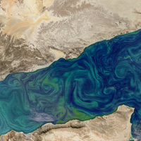 Phytoplankton Bloom Arabian Sea