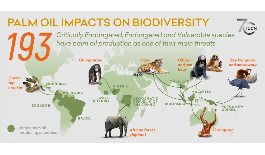 Palm oil impact 