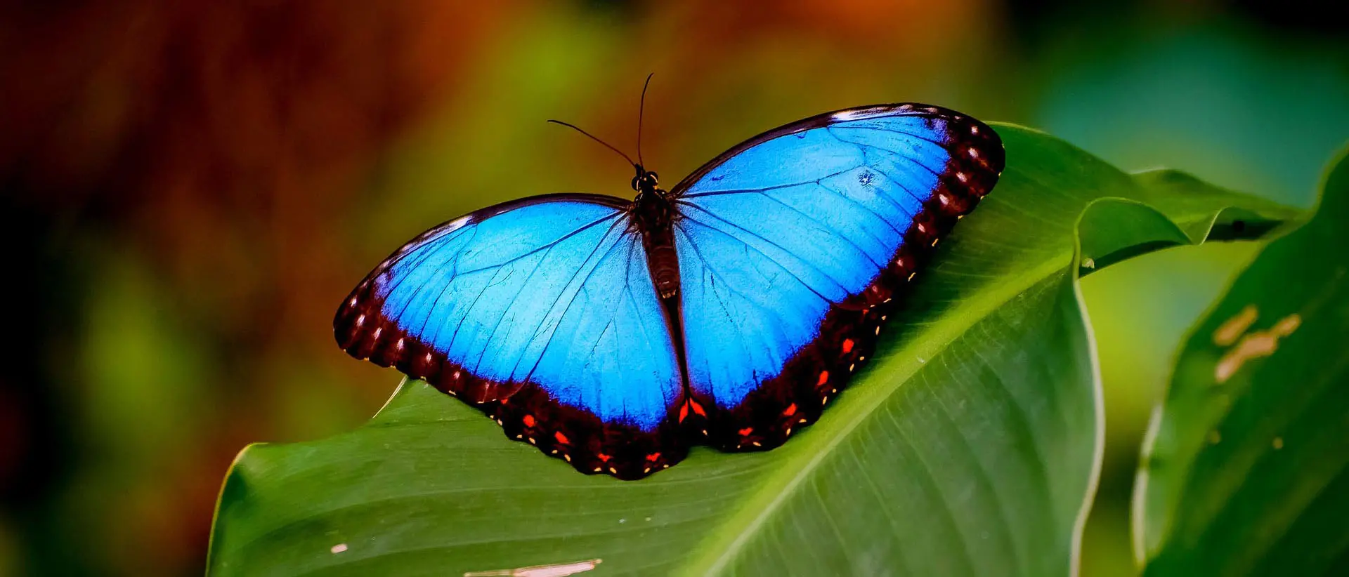 Blue morpho butterfly