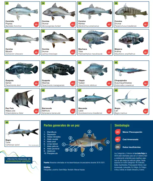 Catalogo peces Moskitia