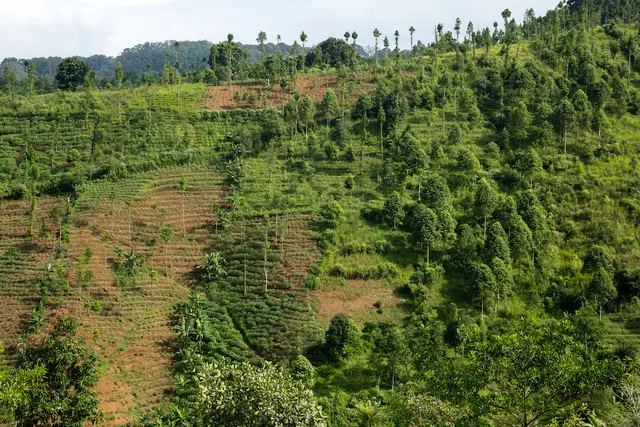 Conservation International, Indonesia. Gedepahala, Green Wall Project