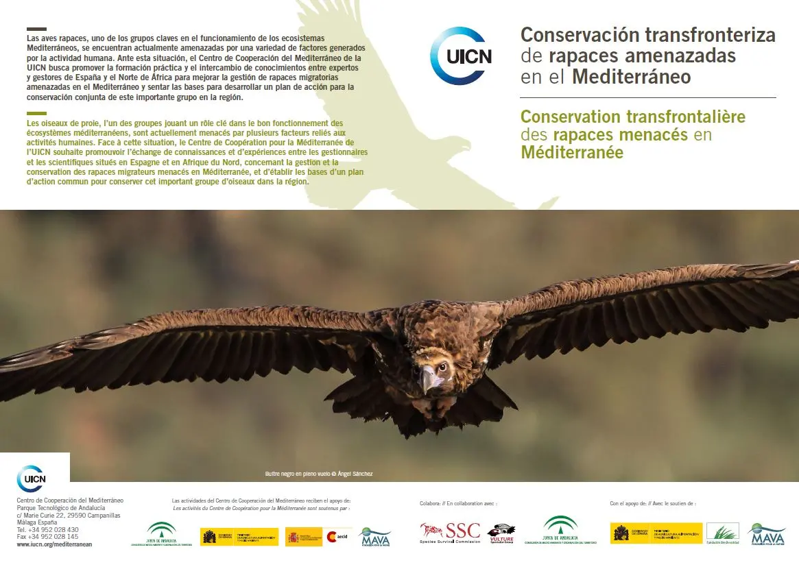 Conservación transfronteriza de rapaces amenazadas en el Mediterráneo