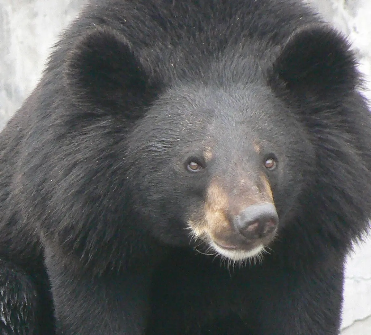 Asiatic black bear