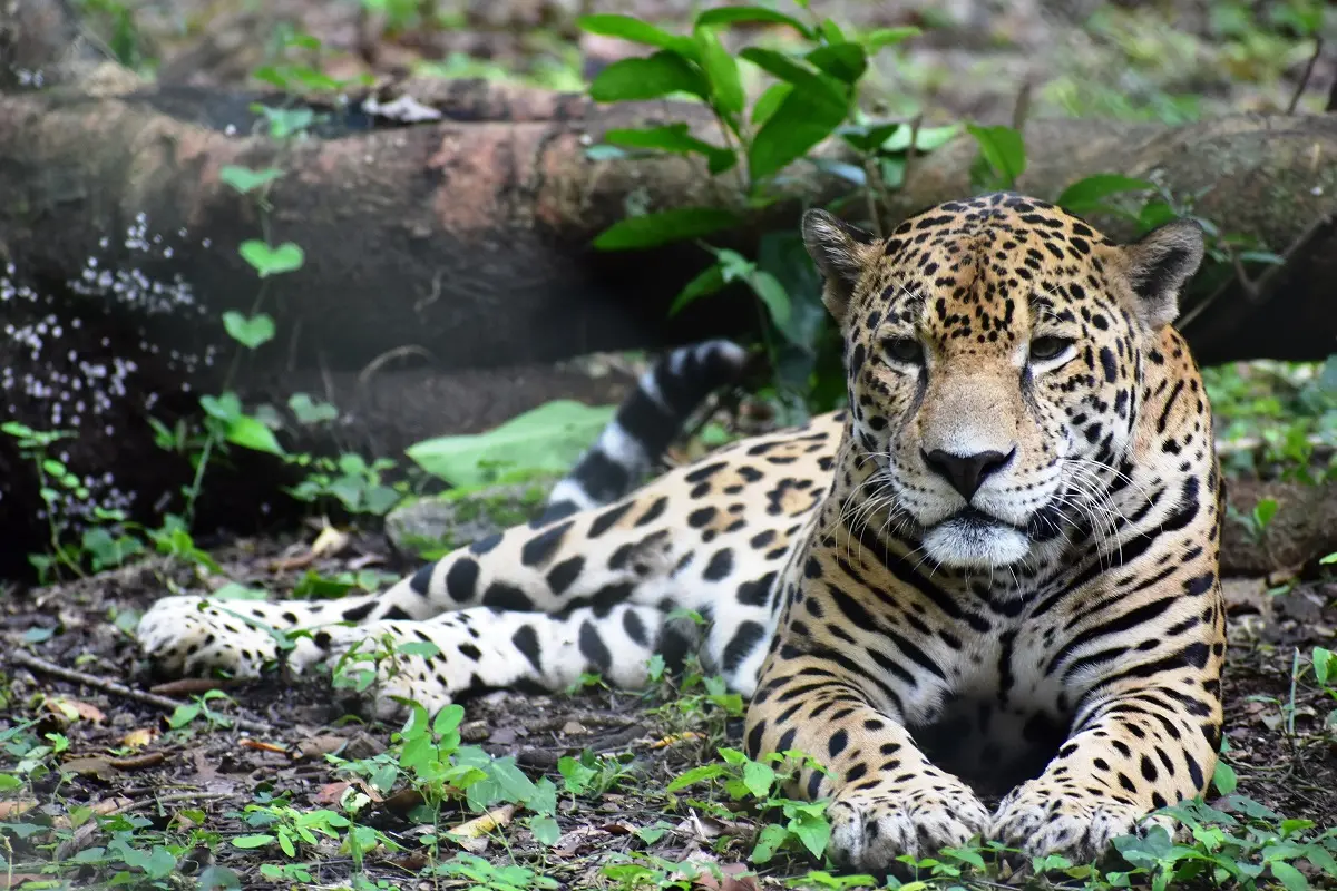 Jaguar (Panthera onca)