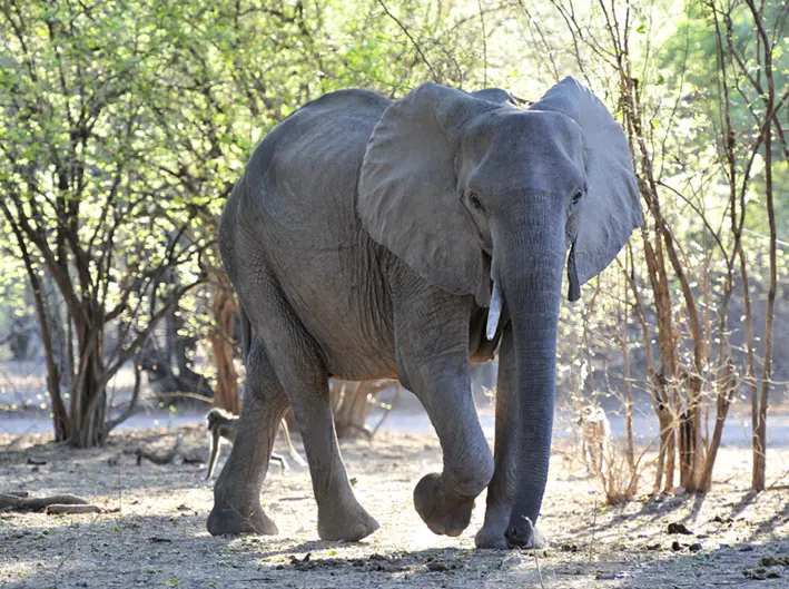 African savanna elephant, Mana Pools, Zimbabwe