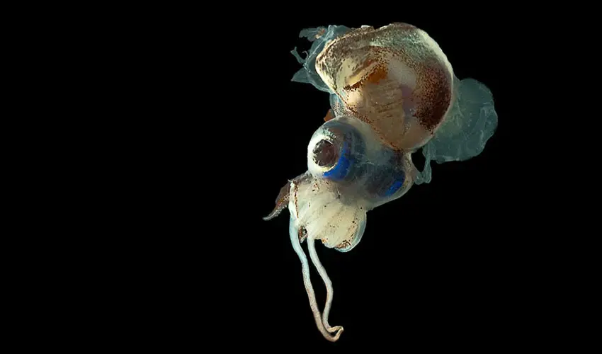 Stoloteuthis squid 