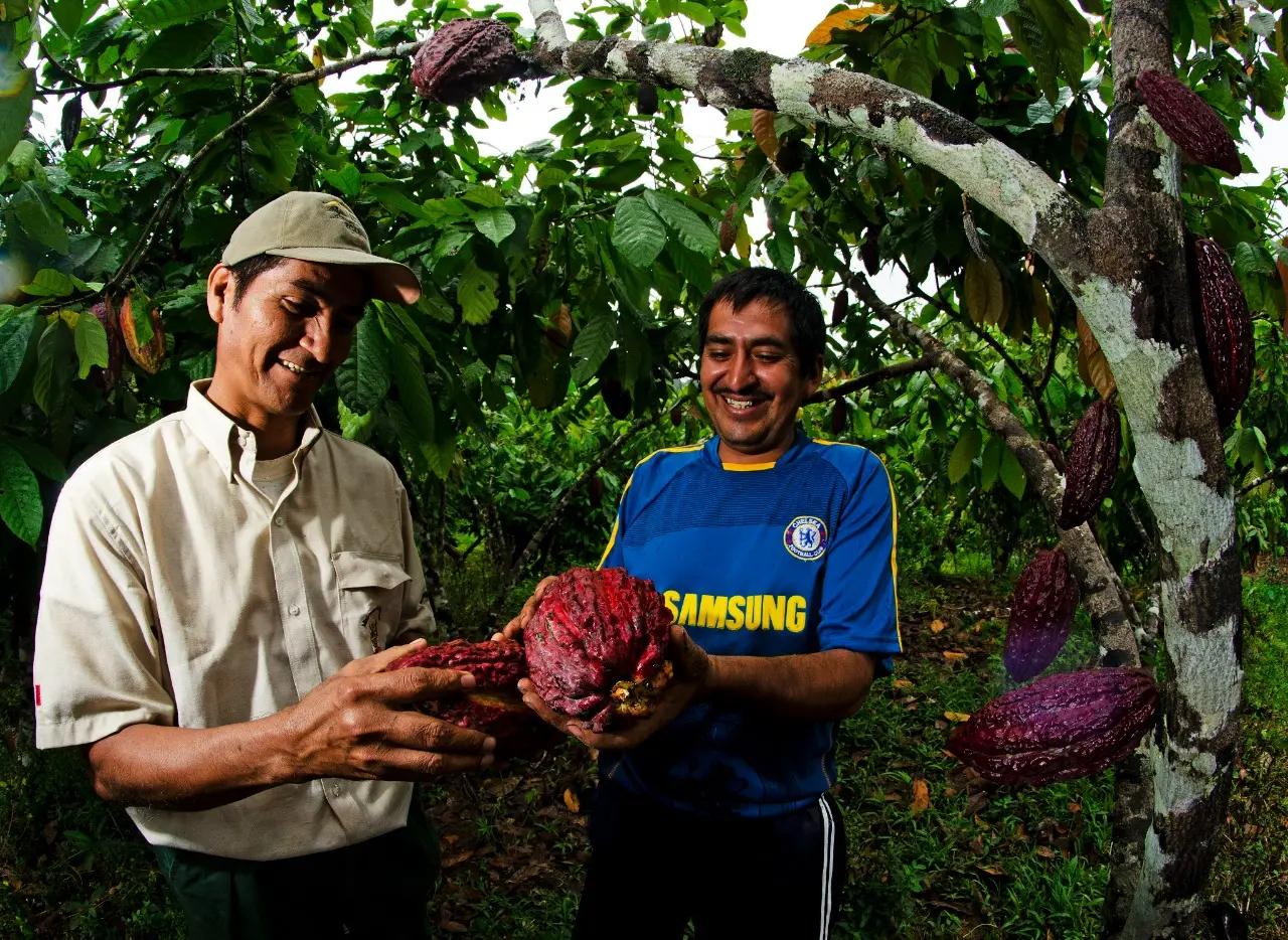 Cacao / Rio Abiseo