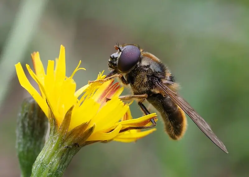 Cheilosia canicularis