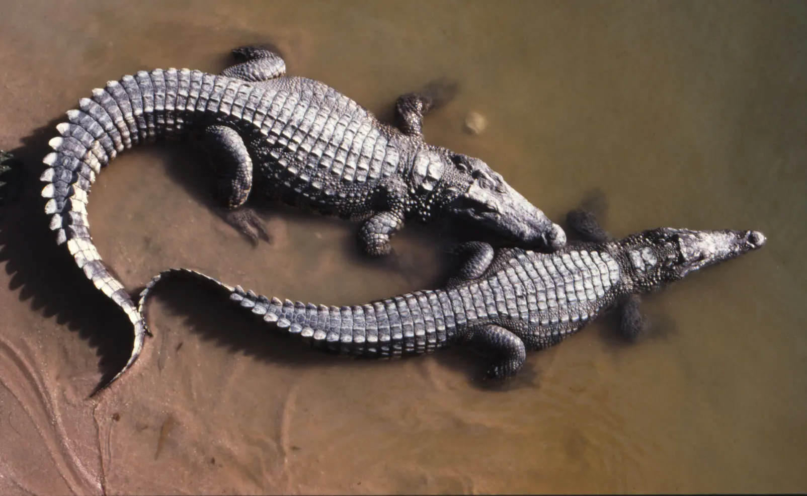 Siamese crocodile, crocodylus siamensis, CR.