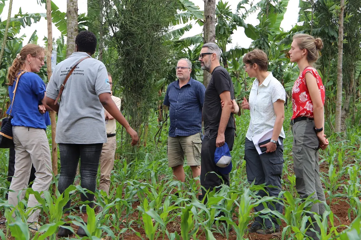 DeSIRA agroforestry research project preliminary findings showed indigenous trees key to landscapes restoration in Rwanda