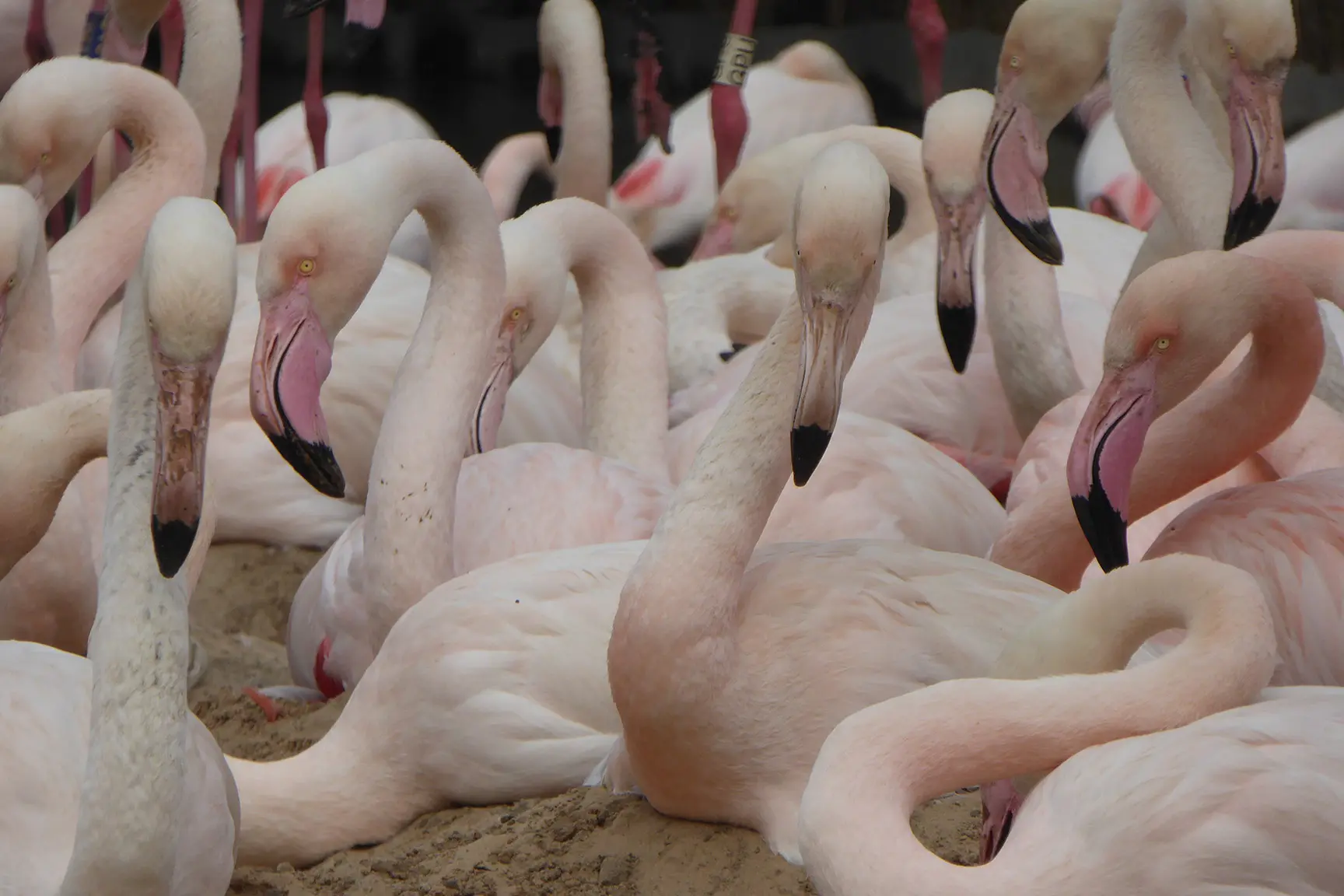 colony-of-nesting-greater-flamingos