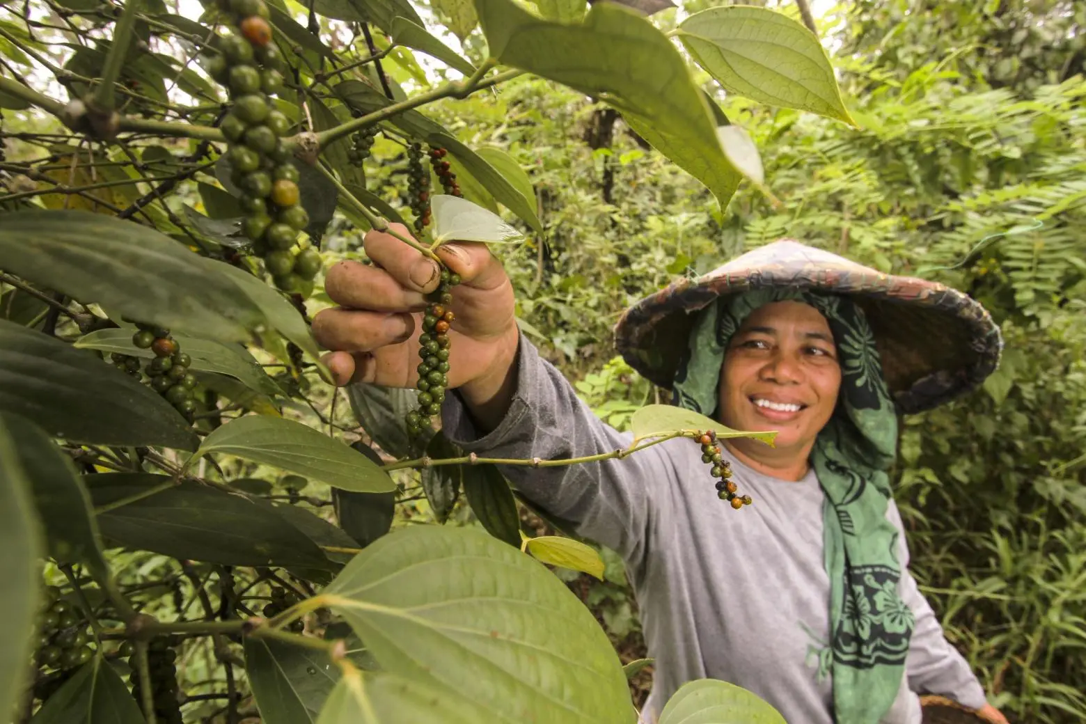 A farmer supported by the Sustainable Agriculture and Agroforestry Program collecting peppers