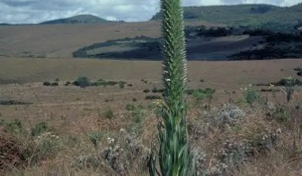 Eastern Africa Plant
