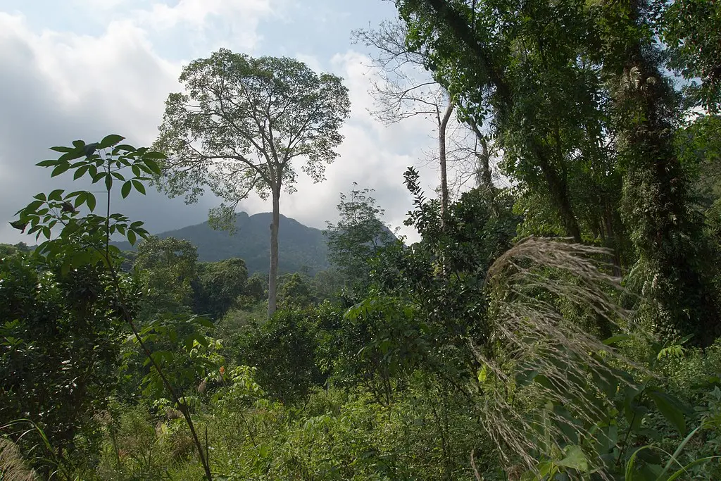 Tropical rainforest in Koh Chang, Thailand