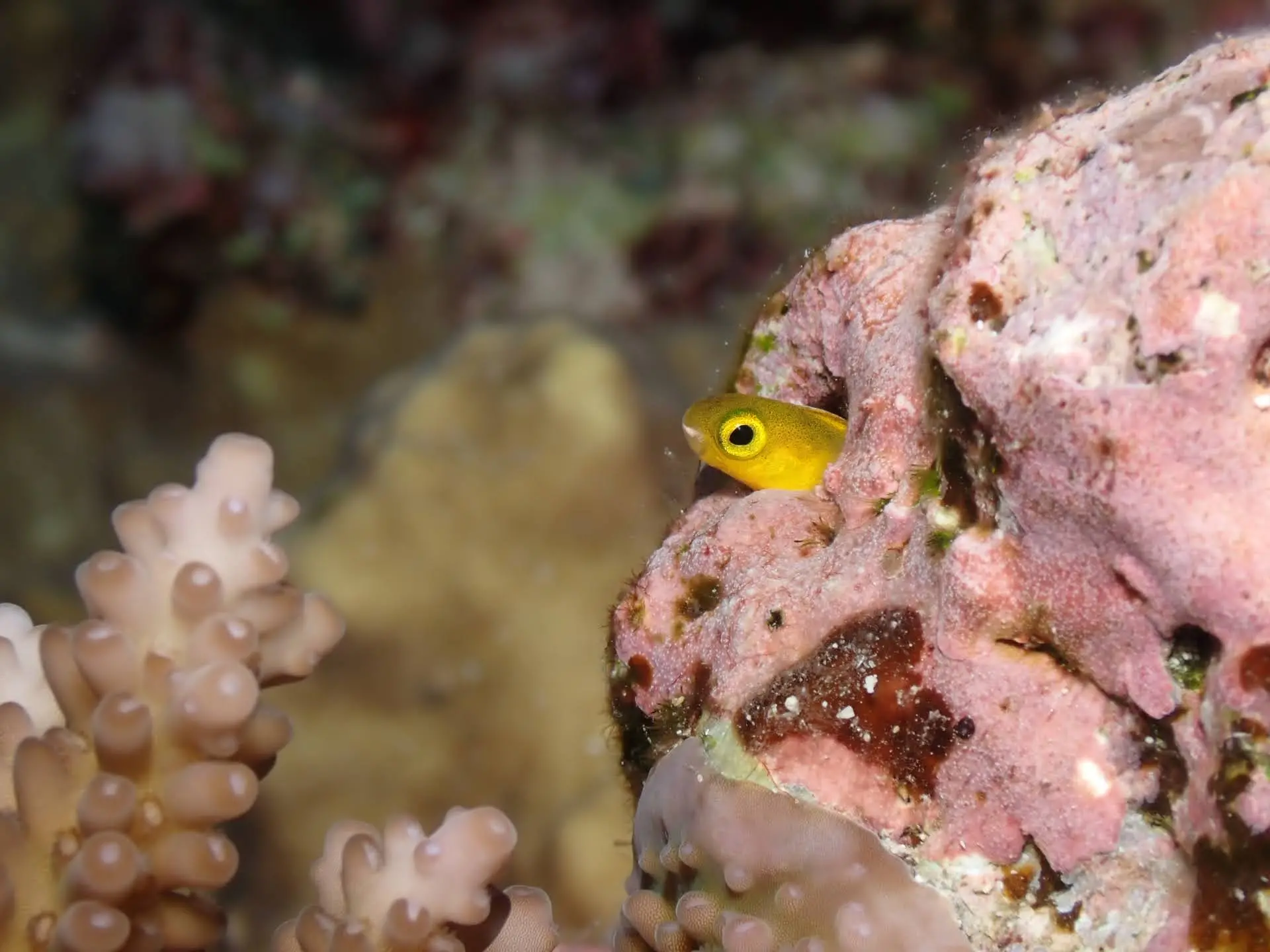 Marine life in Fiji by Ken Kassem