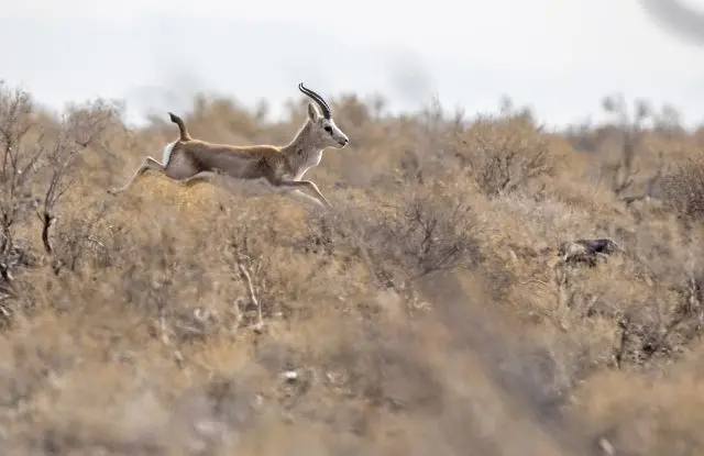 Goiered Gazelle