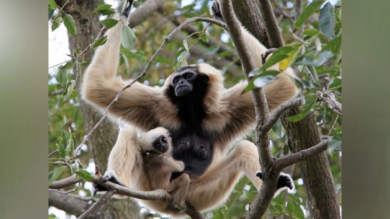 gibbon