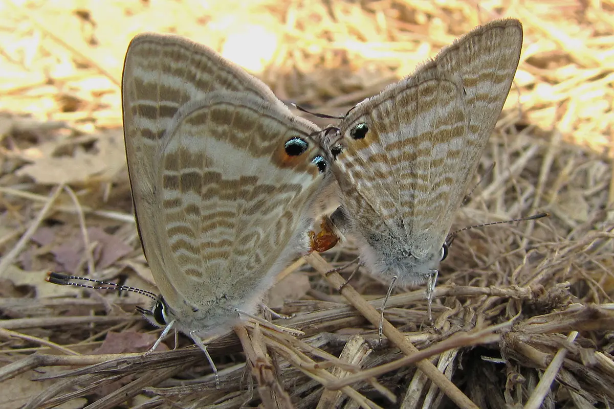 Pea Blue (Lampides boeticus) LC