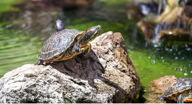 Red-eared, yellow-bellied and Cumberland sliders