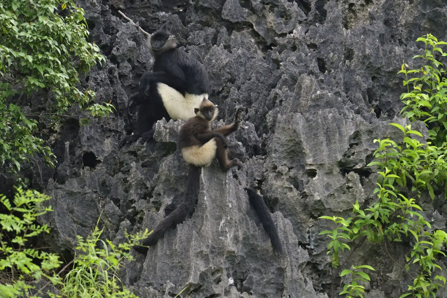 Delacour langur