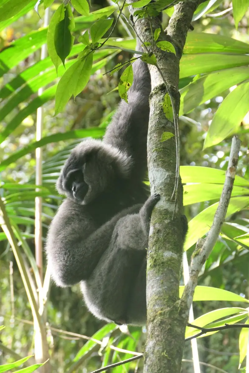 Javan gibbon Indonesia