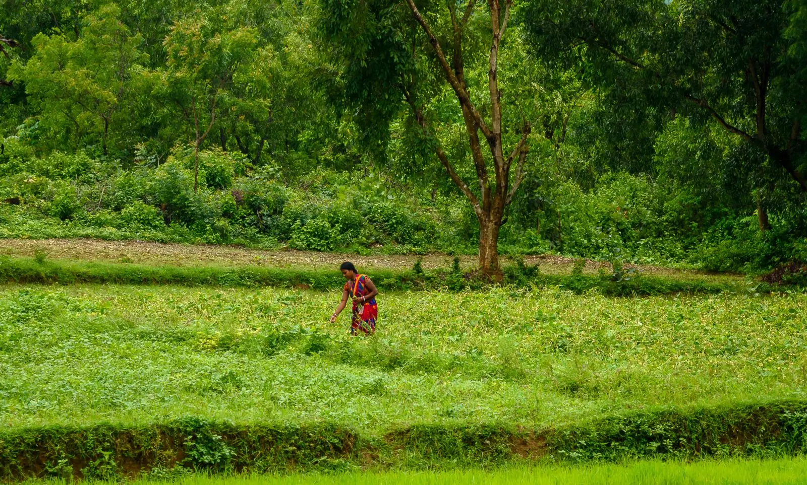 woman in a field