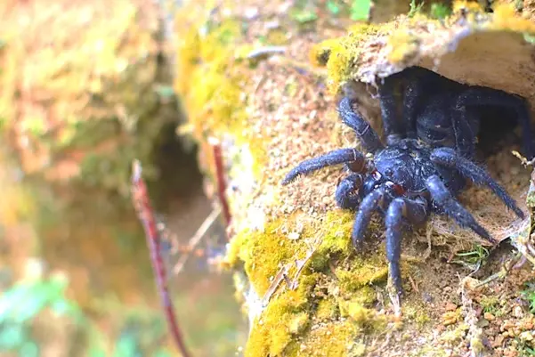 A female liphisthius malayanus