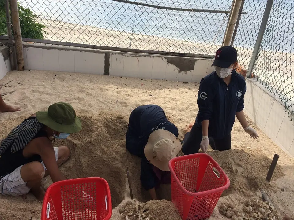 IUCN VN sea turtle volunteer