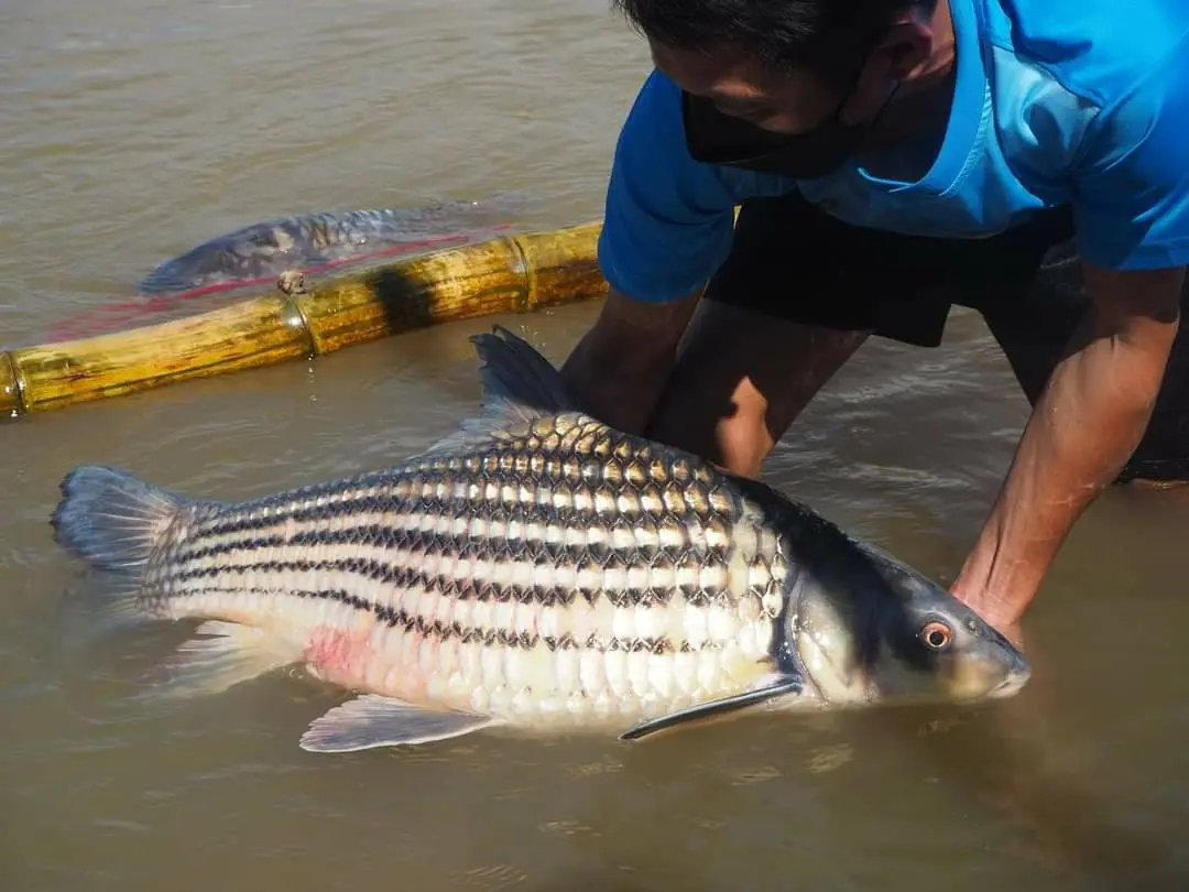 Jullien's Golden Carp