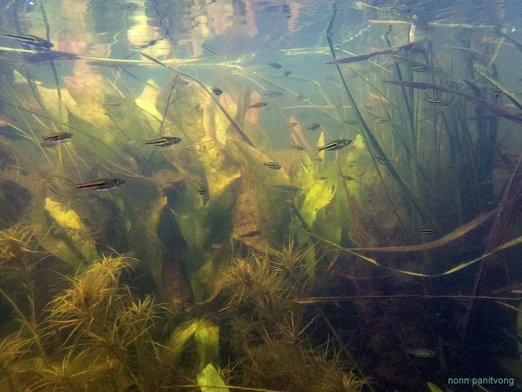 SomPhongs's Rasbora in Thailand (c) SNF