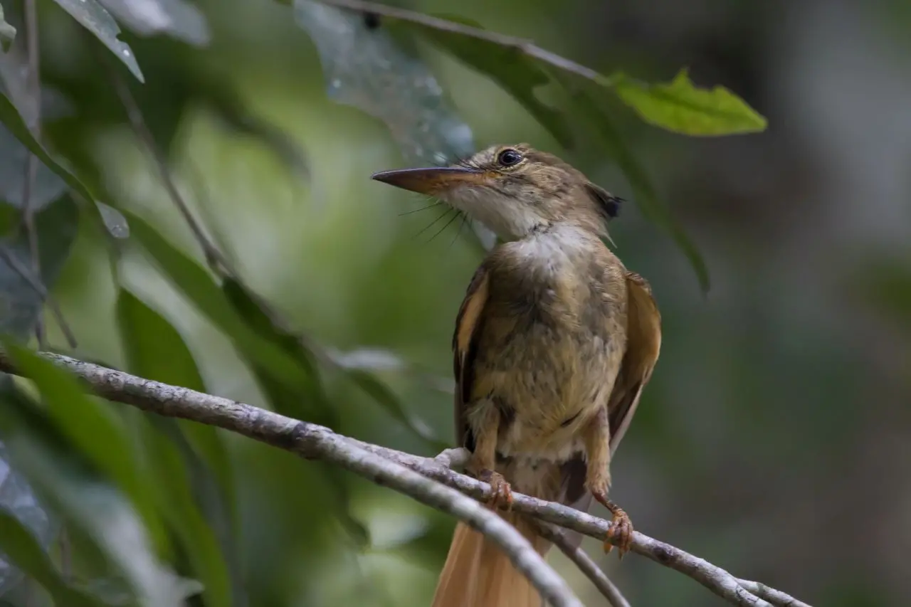 Mosquero Real - Onychorhynchus Coronatus