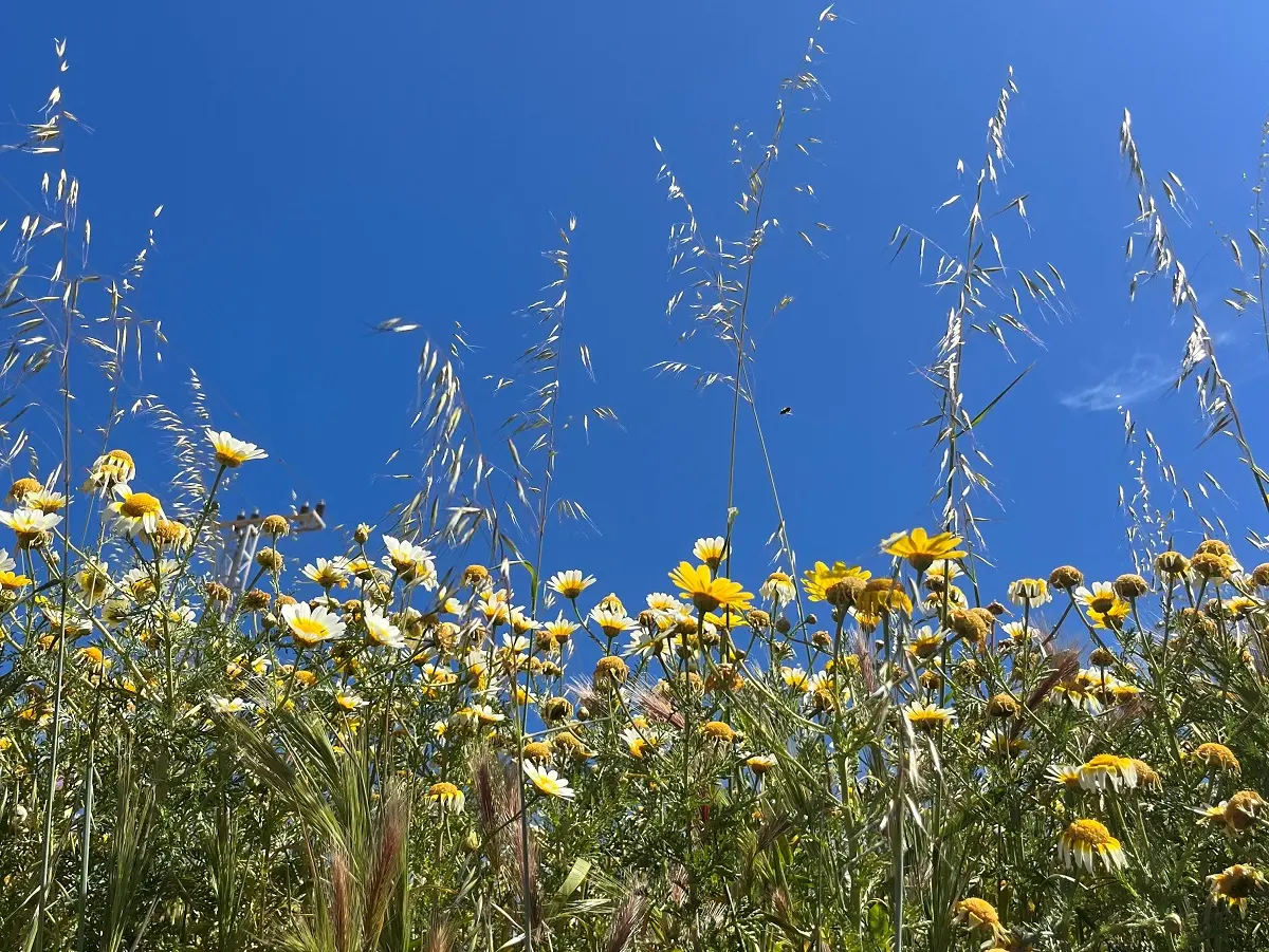 Meadow and blue sky