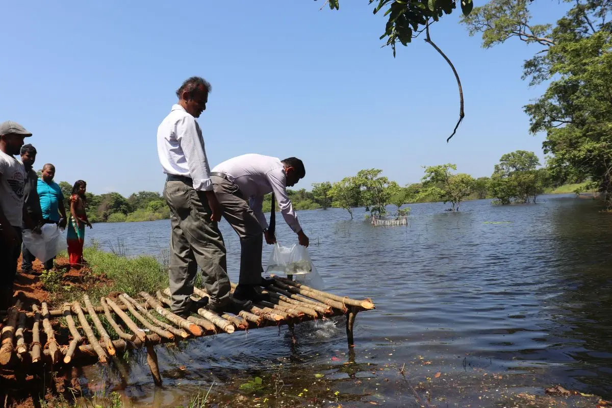 Redfin labeo releasing to Thumbikulama tank