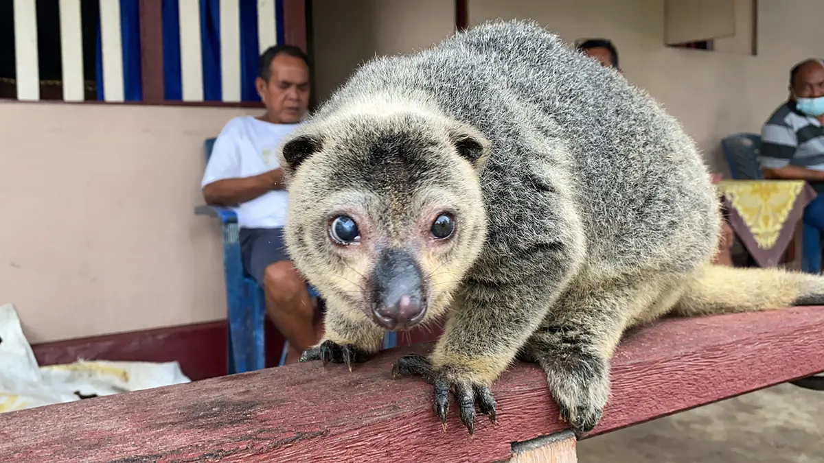 Cuscus as pet