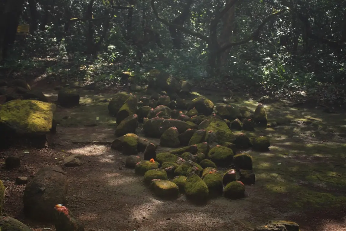 Sacred forest in Pune, India