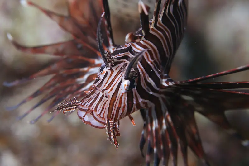 Lionfish, Pterois volitans.