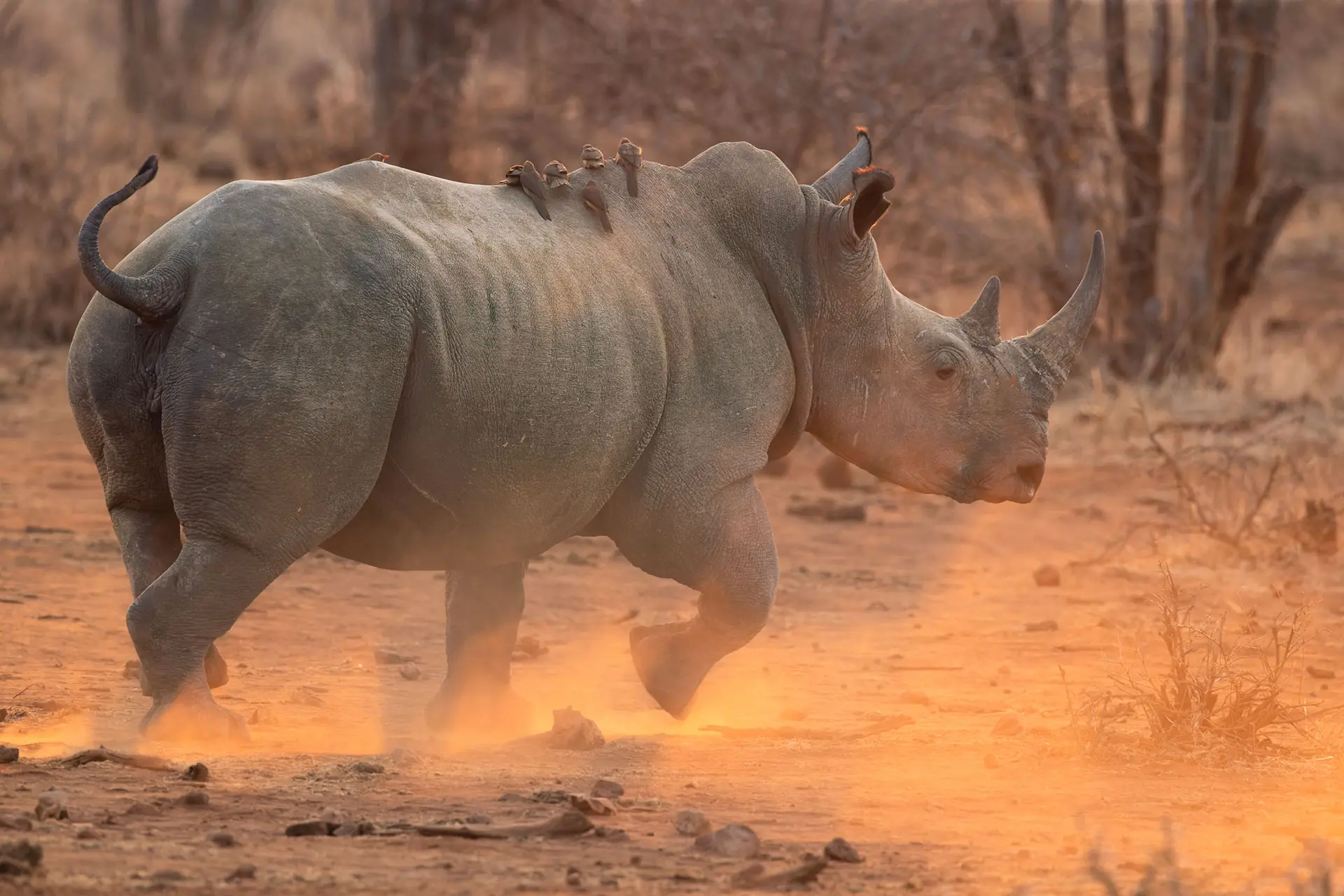 African Rhino