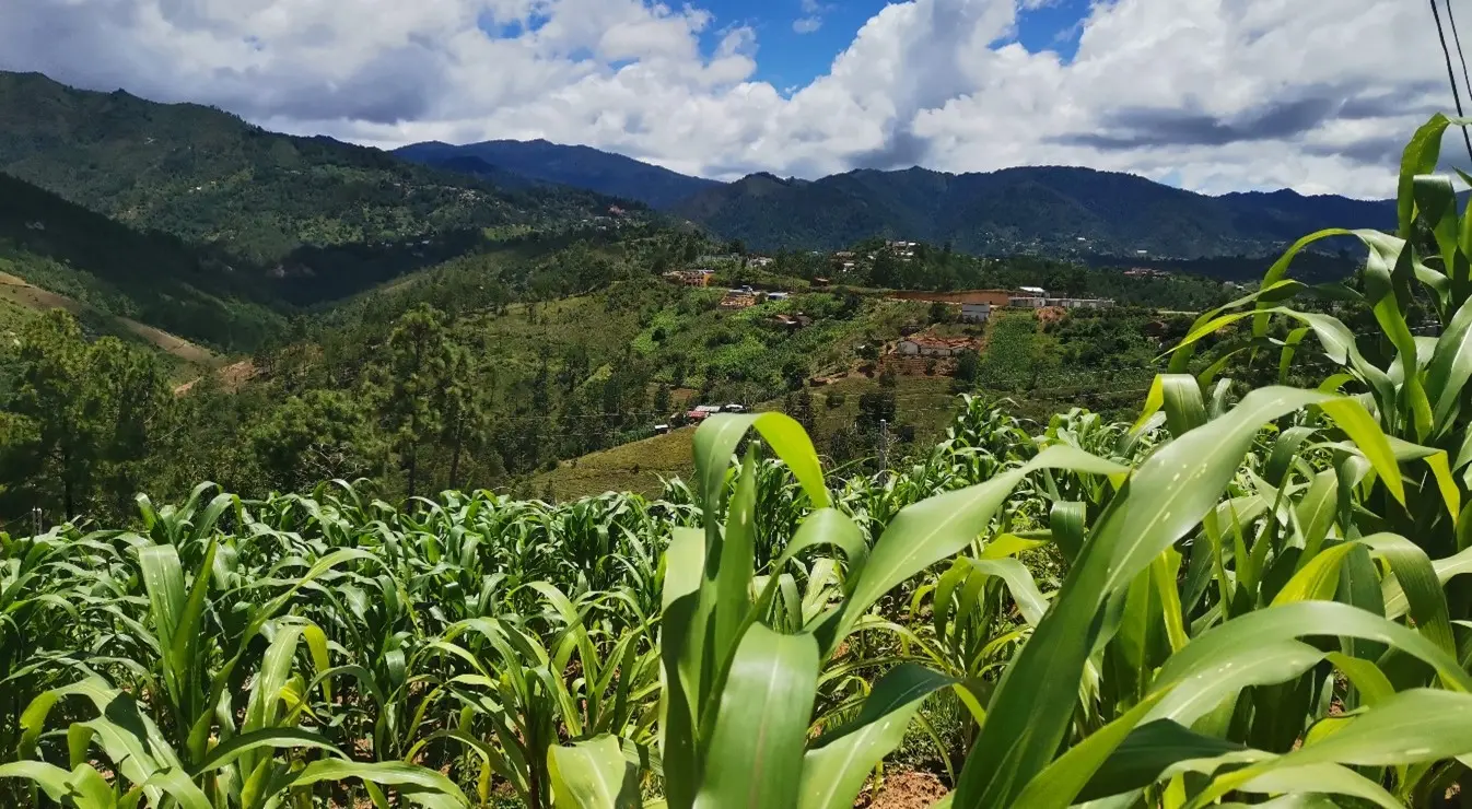 Parcelas agrícolas en el Altiplano Occidental de Guatemala