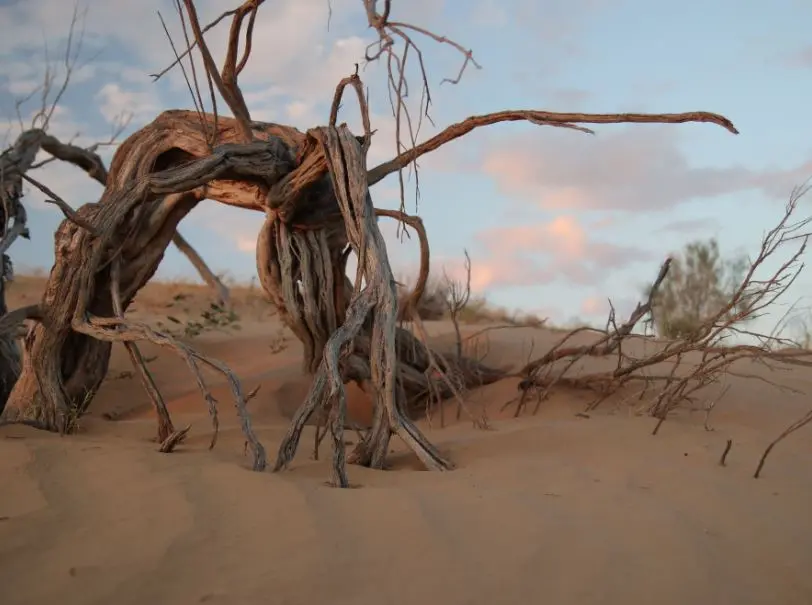 Saxaul (desert) forests adapted to drought, Turkmenistan