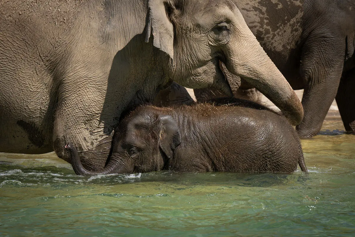 Asian elephant