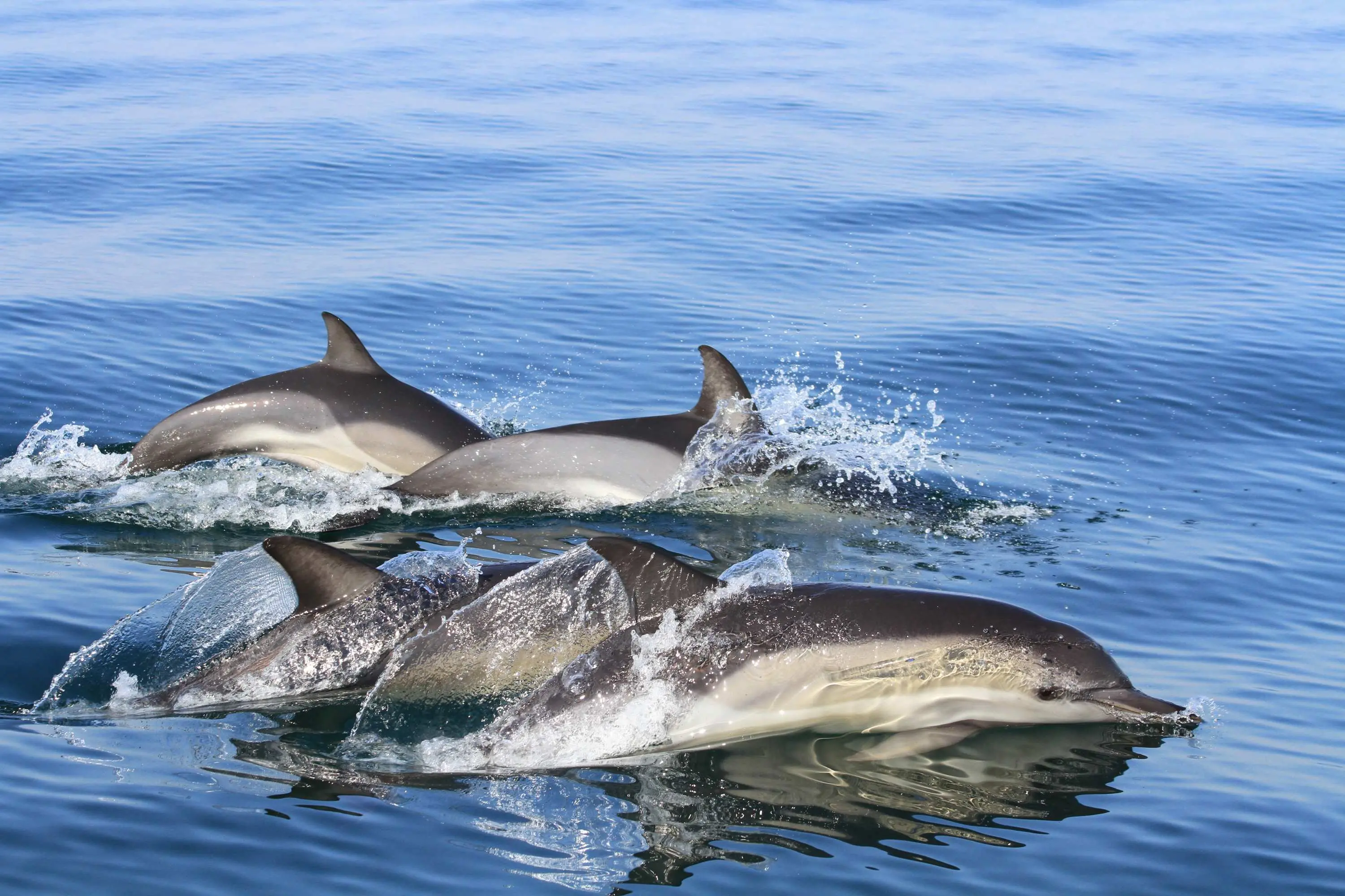 black-sea-common-dolphin