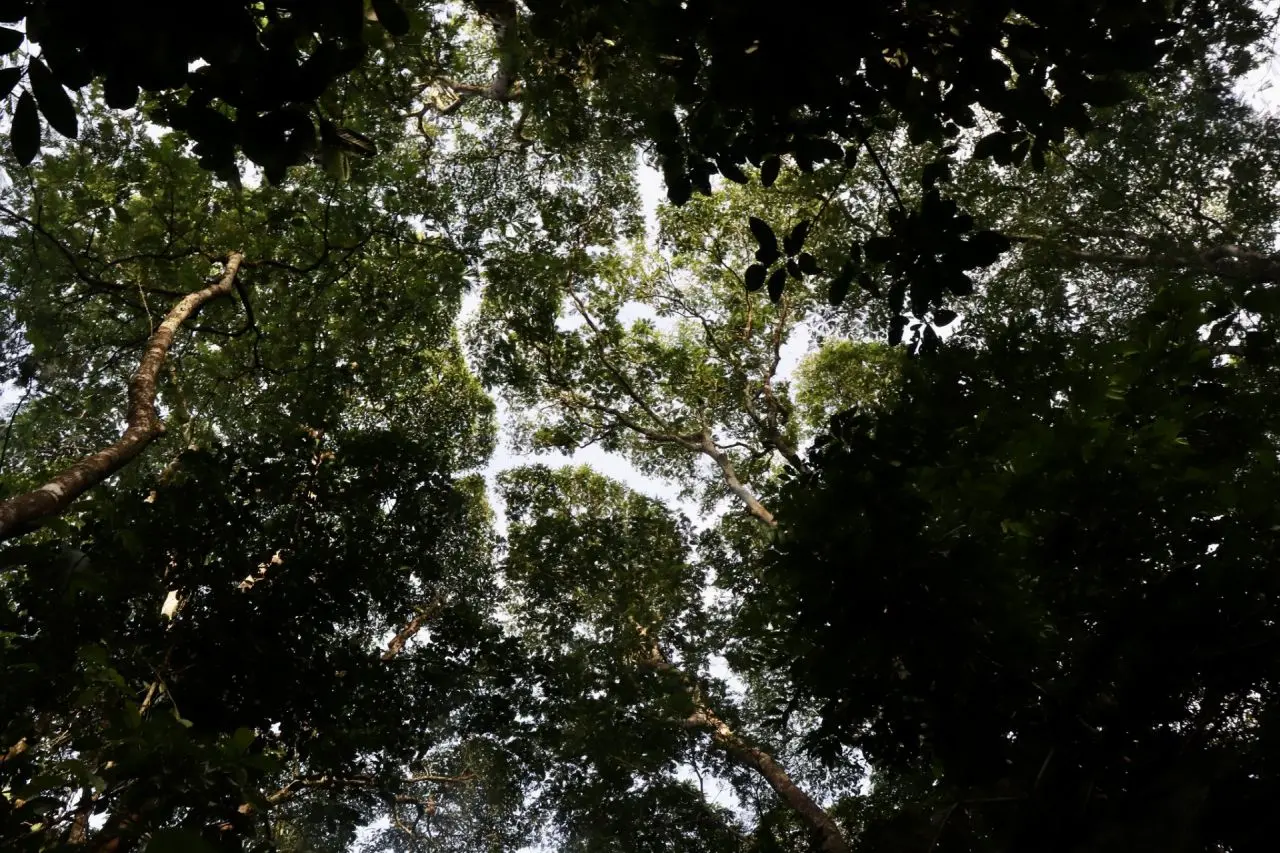 La restauración de ecosistemas constituye una Solución basada en la Naturaleza para abordar los retos asociados con el cambio climático.