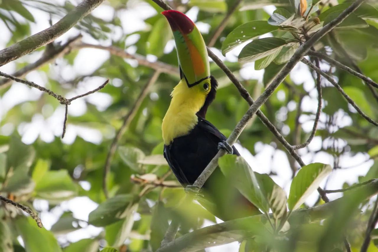 Tucan Pico Canoa (Ramphastos sulfuratus)