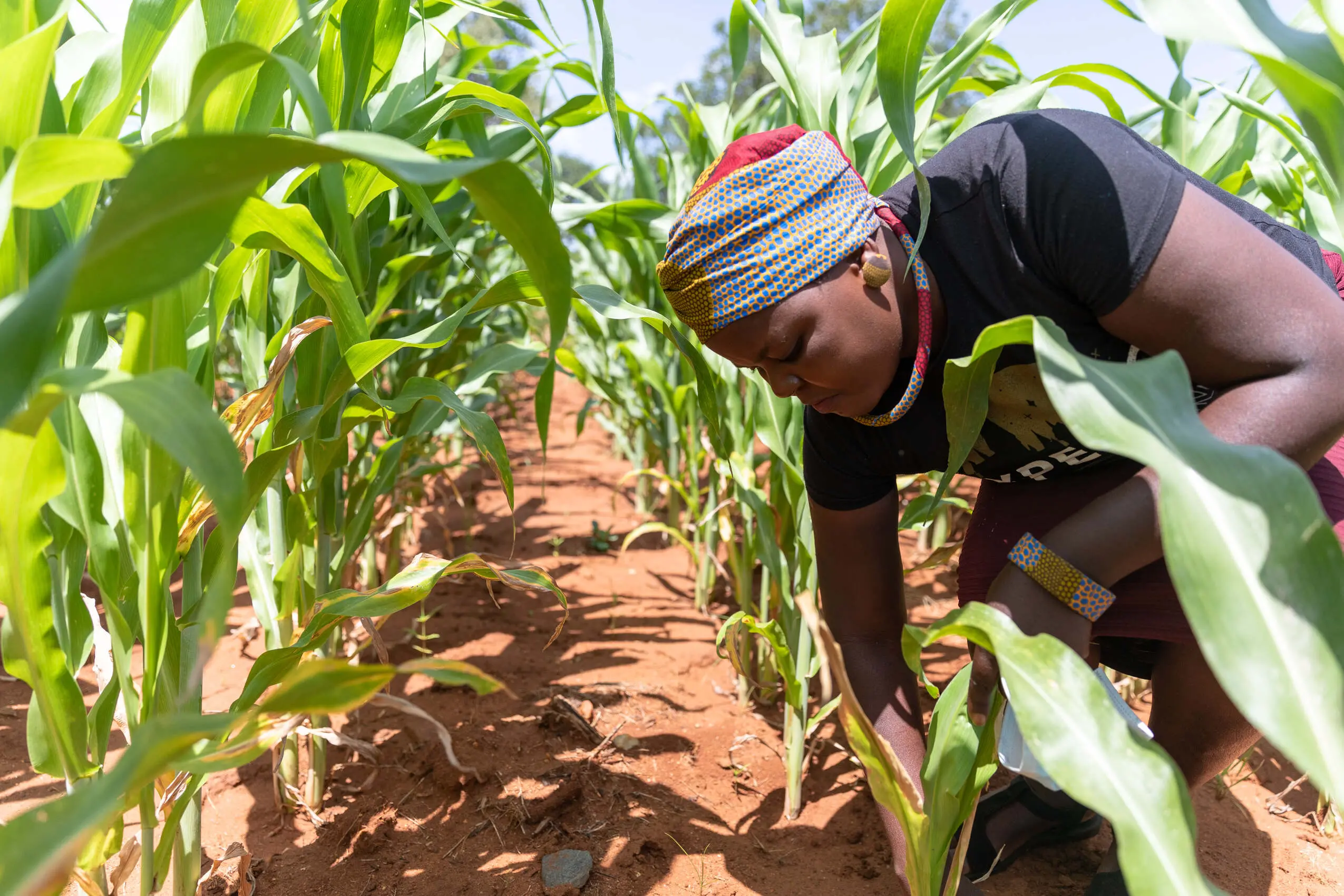 Agriculture in Africa