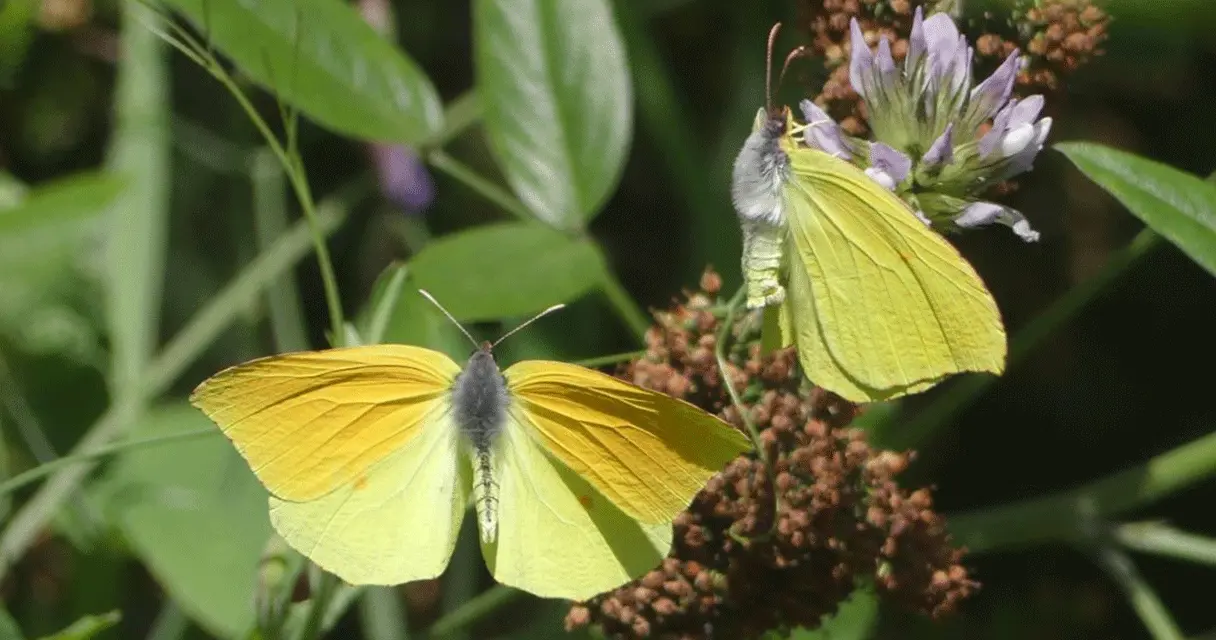 biodiversity, butterfly