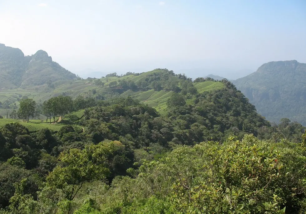 Halgolla estate landscape