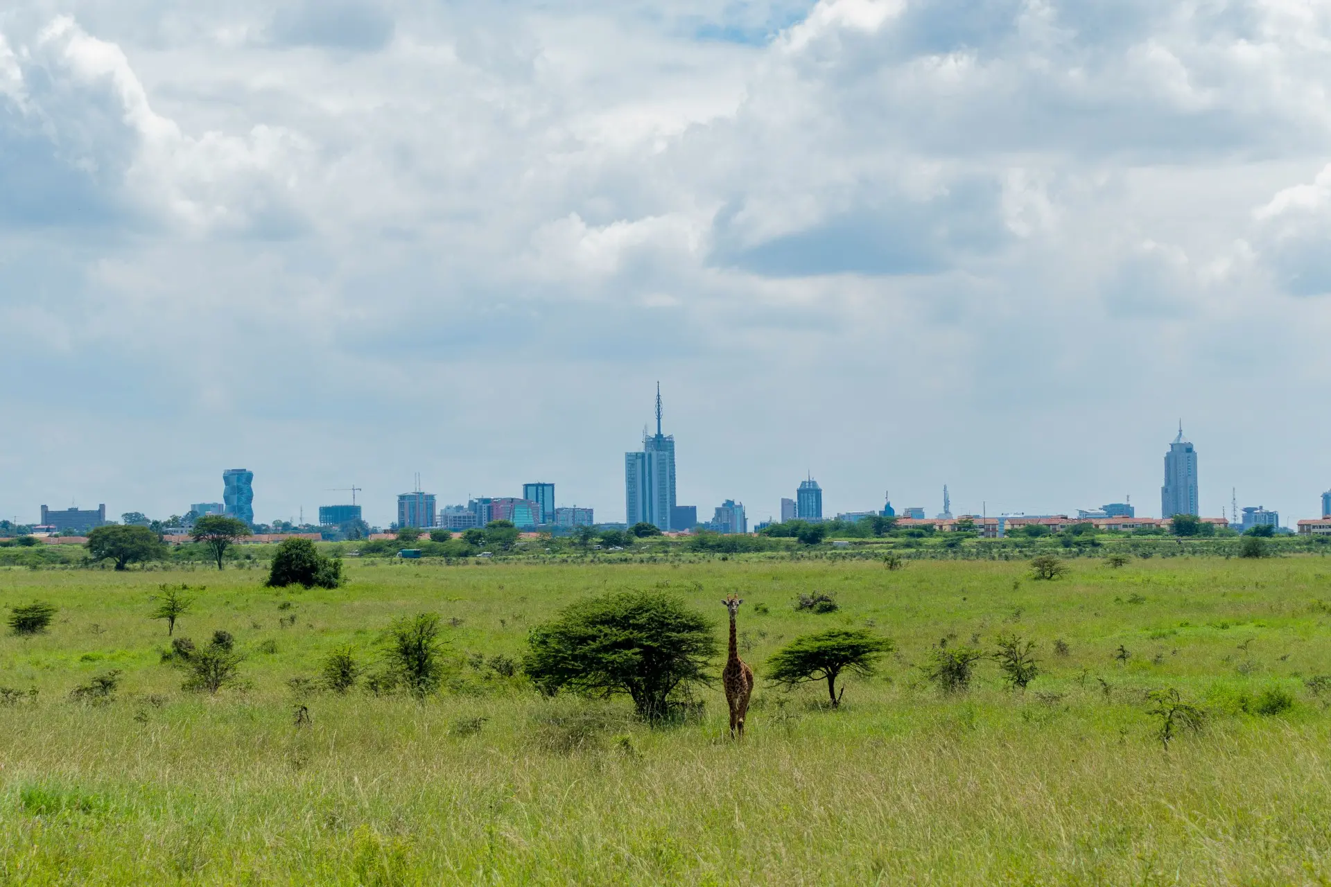 Giraffe in Nairobi National Park